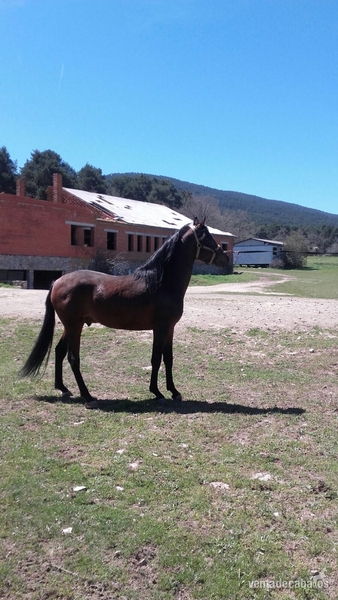 Hispano-Arabe {TYPE}