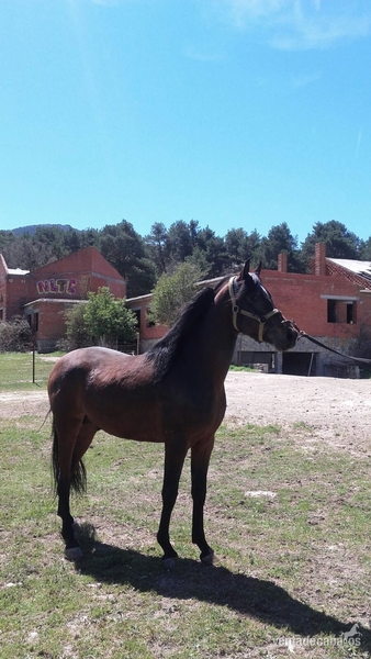 Caballo Hispano Árabe Hispano-Arabe - Potro HispanoArabe Castaño 2 años