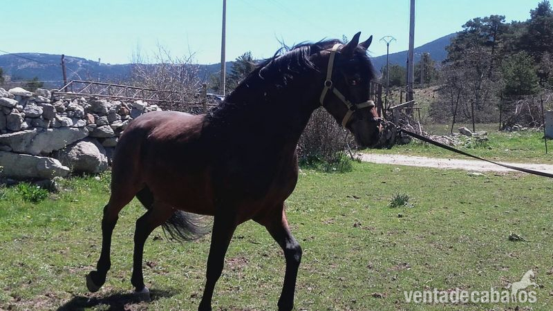 Potro HispanoArabe Castaño 2 años - Caballo Hispano Árabe Hispano-Arabe