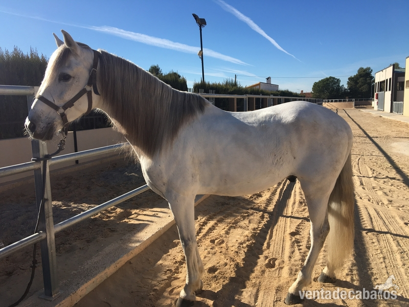 Caballo tordo blanco in 