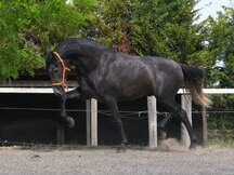 PRE 3 AÑOS 1.68m SUPER CARACTER