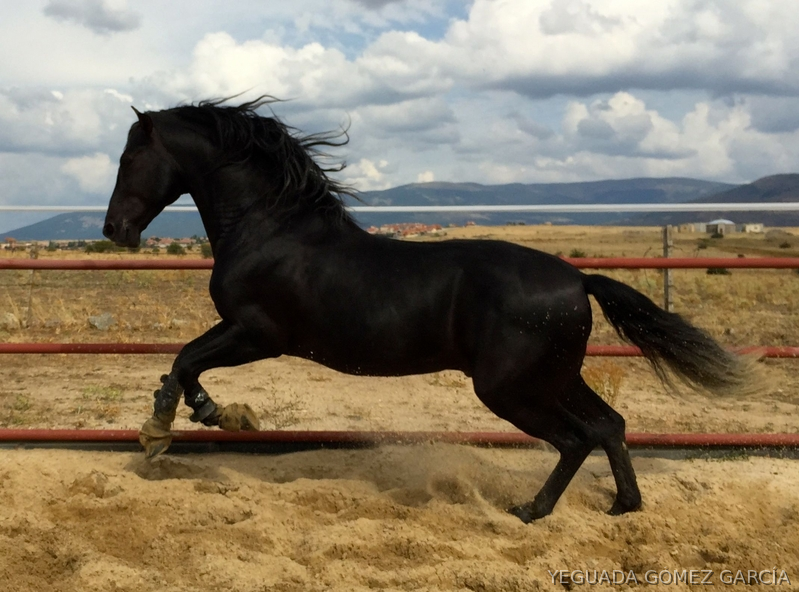 POTR0 PRE EXCLUSIVO, LÍNEA Y.MILITAR. - Caballos Pura Raza Española (P.R.E.) Pura Raza Española