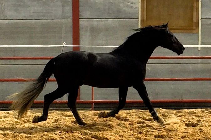 POTR0 PRE EXCLUSIVO, LÍNEA Y.MILITAR. - Caballos Pura Raza Española (P.R.E.)