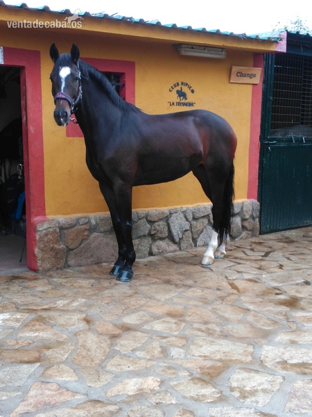 Hannoveriano