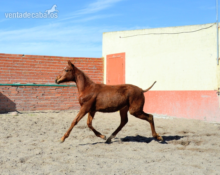 Hispanoarabe {TYPE}