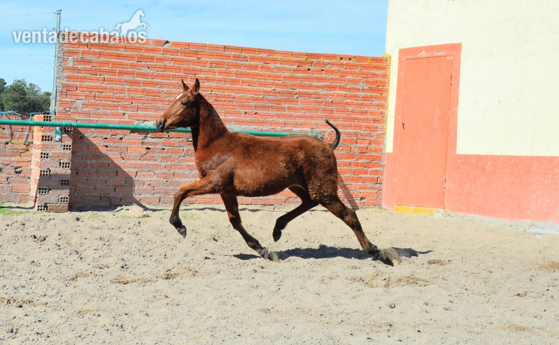 Potros Hispanoarabes Puros - Potros Hispanoarabe