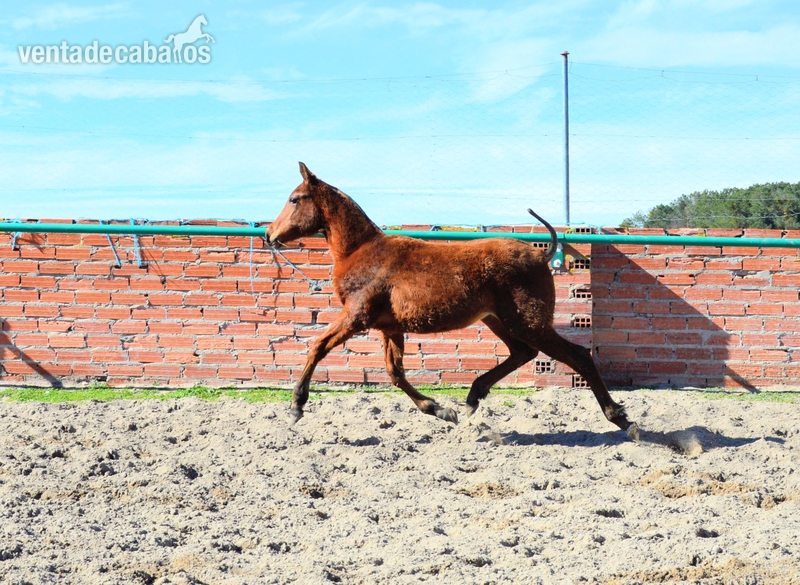 Potros Hispanoarabes Puros - Hispanoarabe