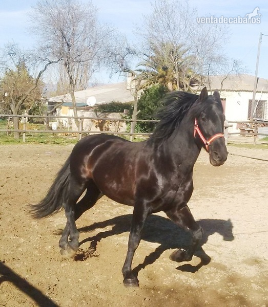 Venta semental P.R.E. in 