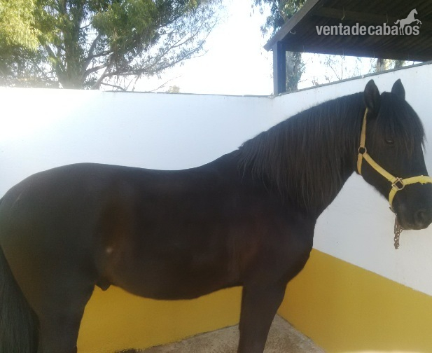 Caballos Pura Raza Española (P.R.E.) Pura Raza Española - Venta semental P.R.E.