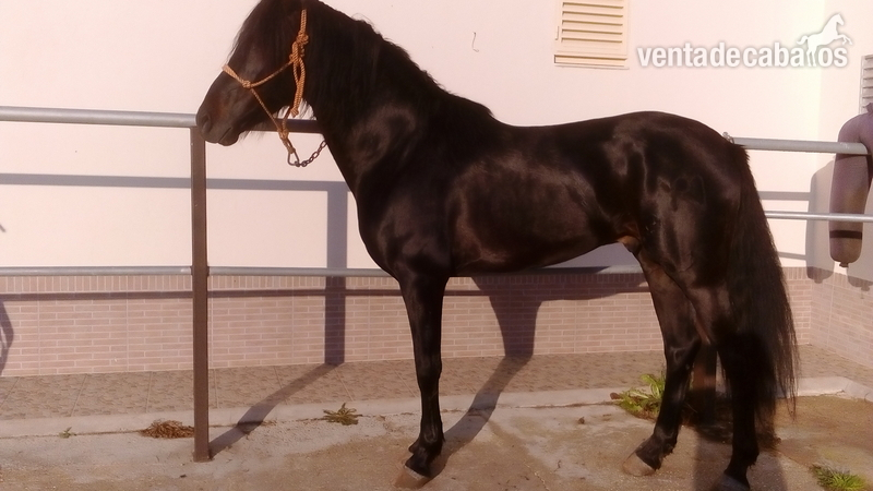Semental PRE negro in 