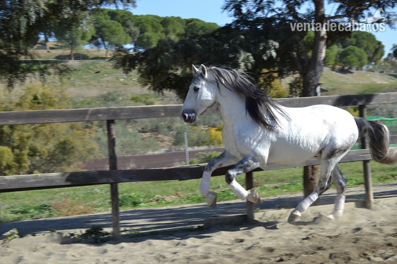 Caballos Pura Raza Española (P.R.E.) Pura Raza Española - ARCE X , PRE Tordo
