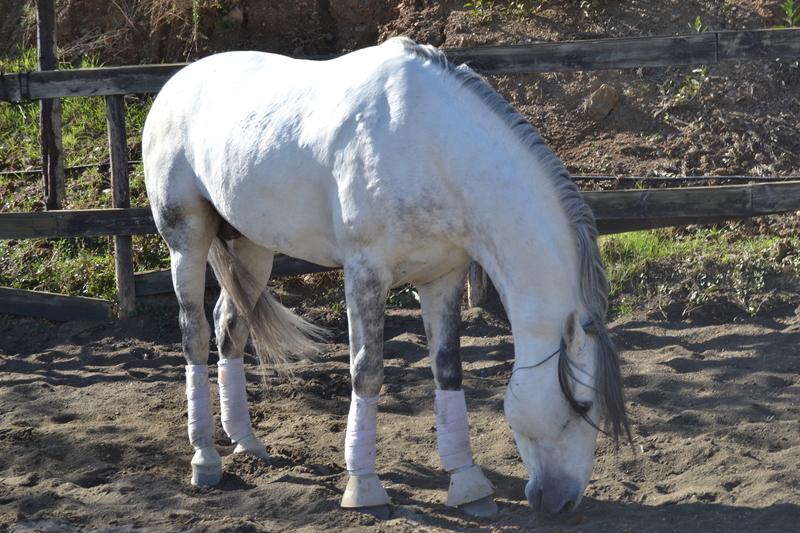 ARCE X , PRE Tordo - Caballos Pura Raza Española (P.R.E.) Pura Raza Española