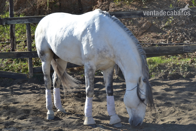 ARCE X , PRE Tordo - Caballos Pura Raza Española (P.R.E.) Pura Raza Española