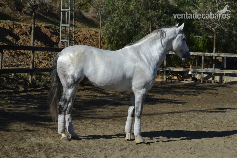 ARCE X , PRE Tordo - Caballos Pura Raza Española (P.R.E.)