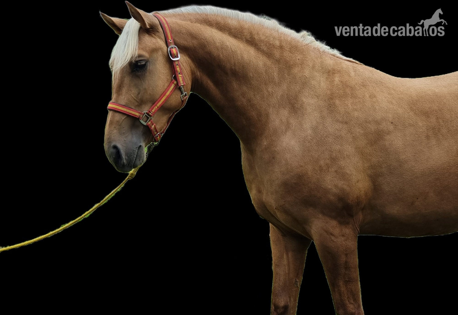 Potro palomino de 28 meses - Caballos Enteros HispanoLuso