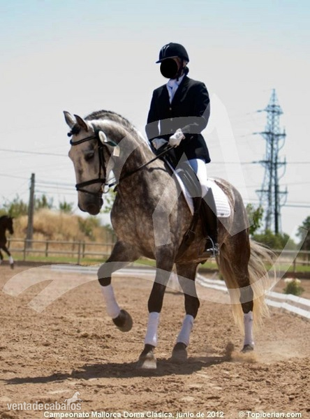 Caballos Pura Raza Española (P.R.E.) Pura Raza Española - Caballo de doma clasica mallorca
