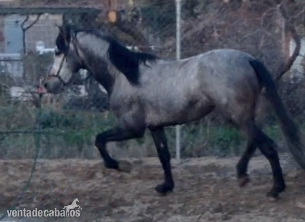 Potro de 4 años in 