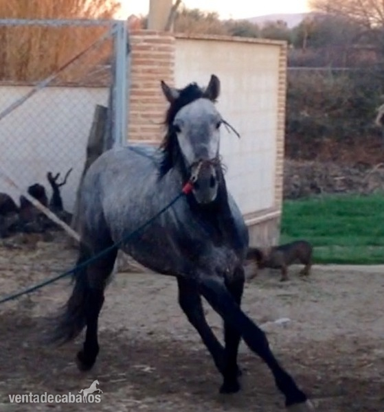 Caballos Pura Raza Española (P.R.E.) Pura Raza Española - Potro de 4 años