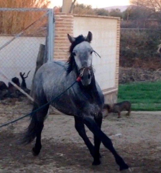Caballos Pura Raza Española (P.R.E.) Pura Raza Española - Potro de 4 años