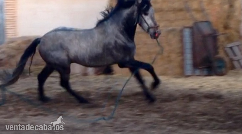 Potro de 4 años - Caballos Pura Raza Española (P.R.E.) Pura Raza Española