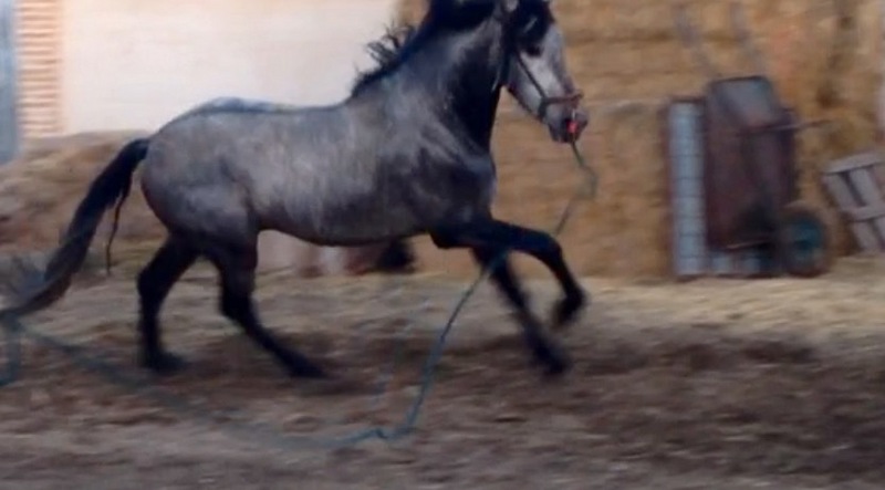 Potro de 4 años - Caballos Pura Raza Española (P.R.E.) Pura Raza Española