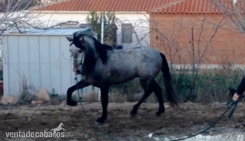 Potro de 4 años - Caballos Pura Raza Española (P.R.E.)