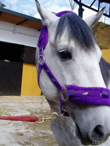 CABALLO LUSITANO ENTERO 12 AÑOS in 