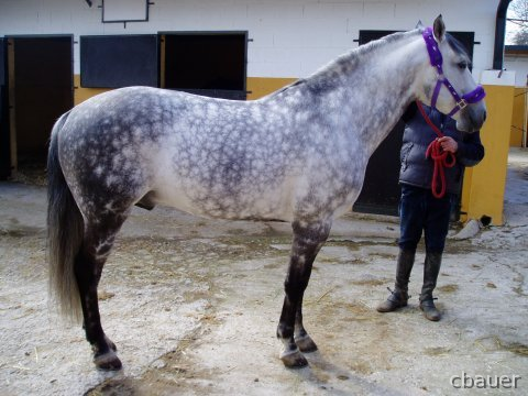Lusitano