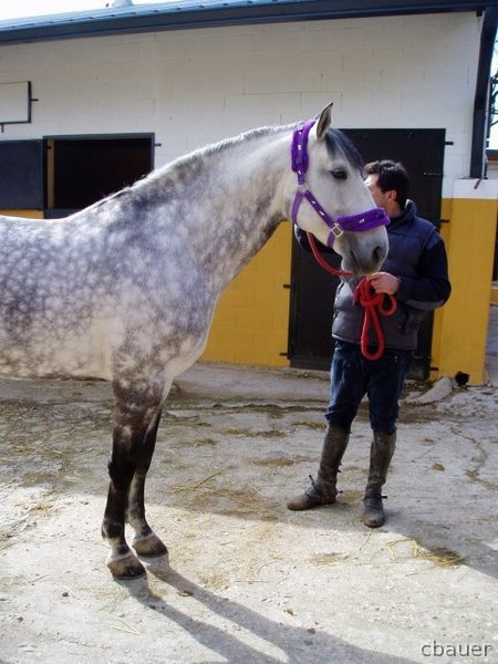 Lusitano {TYPE}