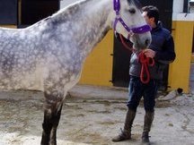 CABALLO LUSITANO ENTERO 12 AÑOS