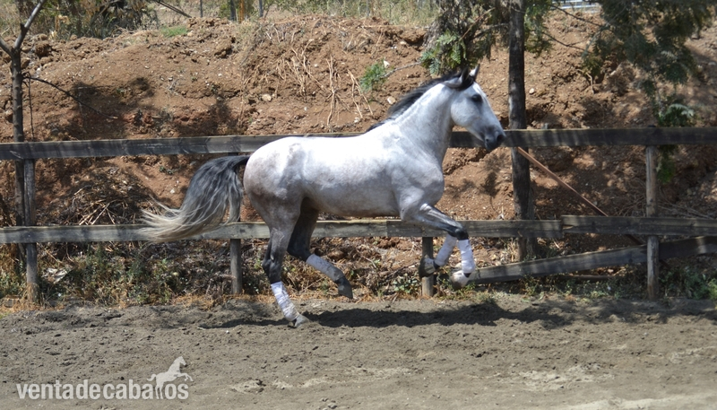 Buscador , PRE Tordo - Caballos Pura Raza Española (P.R.E.) Pura Raza Española