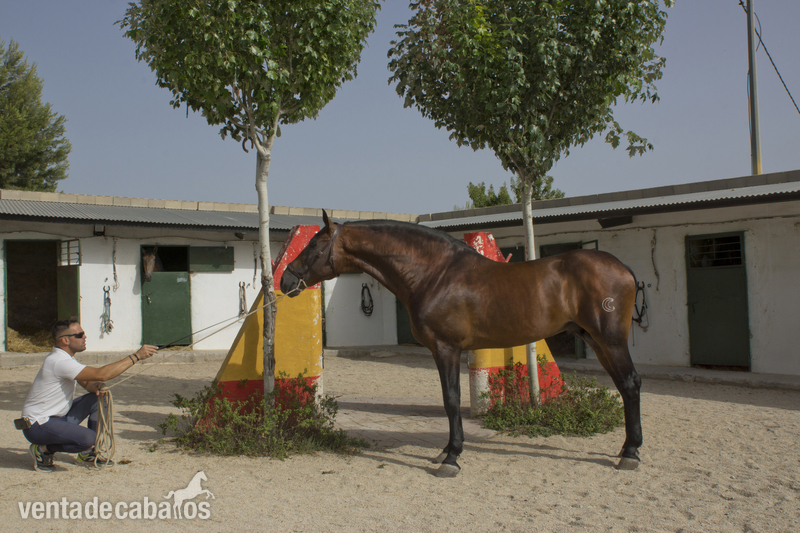 CABALLO PURA RAZA ESPAÑOLA in 