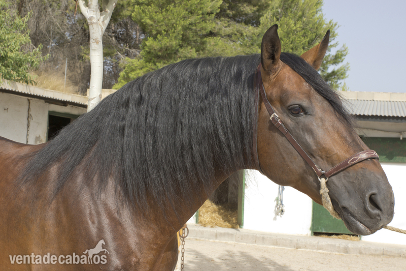 Caballos Pura Raza Española (P.R.E.) Pura Raza Española - CABALLO PURA RAZA ESPAÑOLA