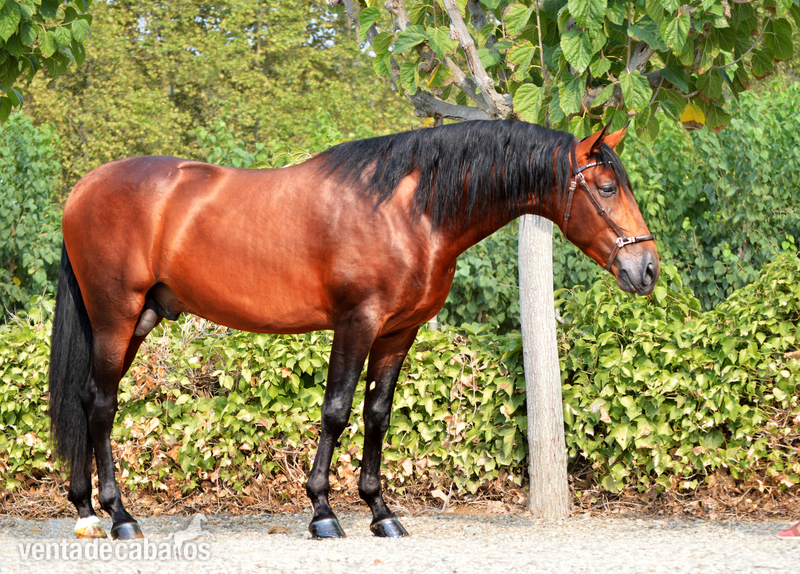 Caballo en venta: Granero in 