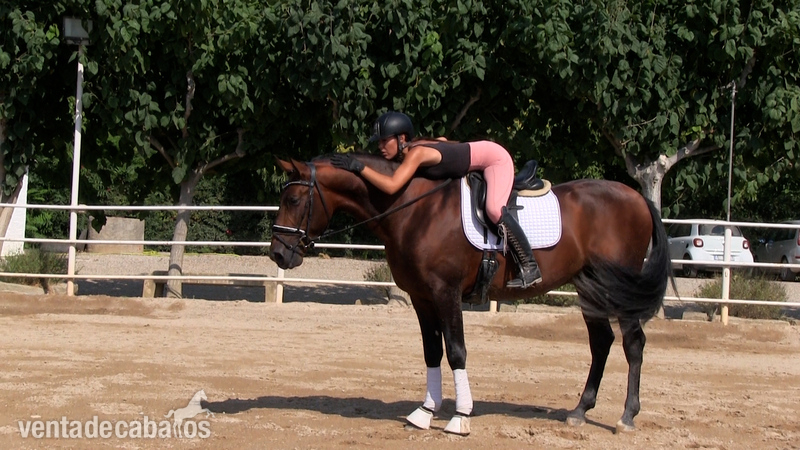 Caballo en venta: Granero 