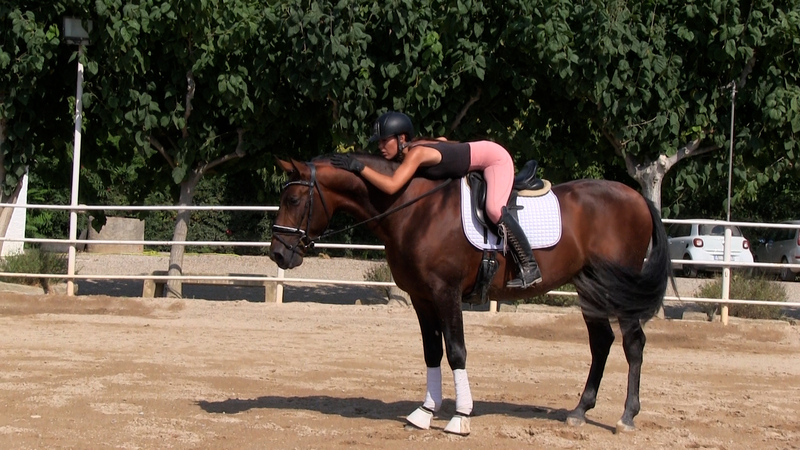 Caballo en venta: Granero 