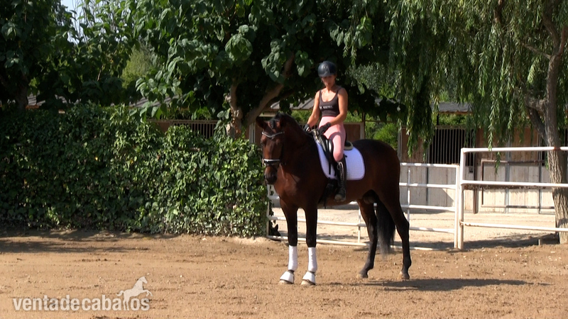 Caballos Pura Raza Española (P.R.E.) - Caballo en venta: Granero