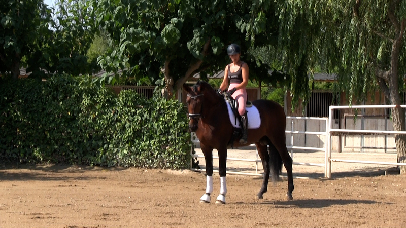 Caballos Pura Raza Española (P.R.E.) - Caballo en venta: Granero