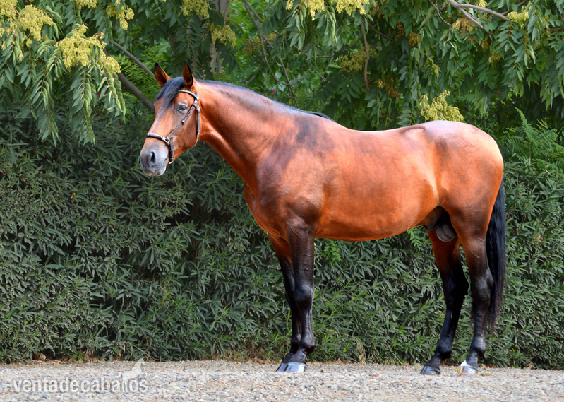 Caballos Pura Raza Española (P.R.E.) Pura Raza Española - Caballo en venta: Granero