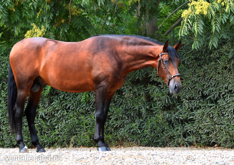 Caballo en venta: Granero - Caballos Pura Raza Española (P.R.E.) Pura Raza Española