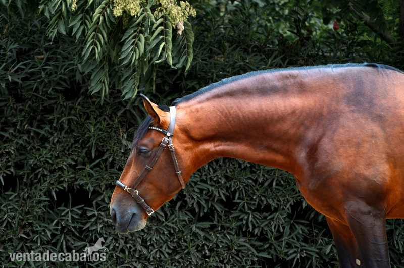 Caballo en venta: Granero - Pura Raza Española