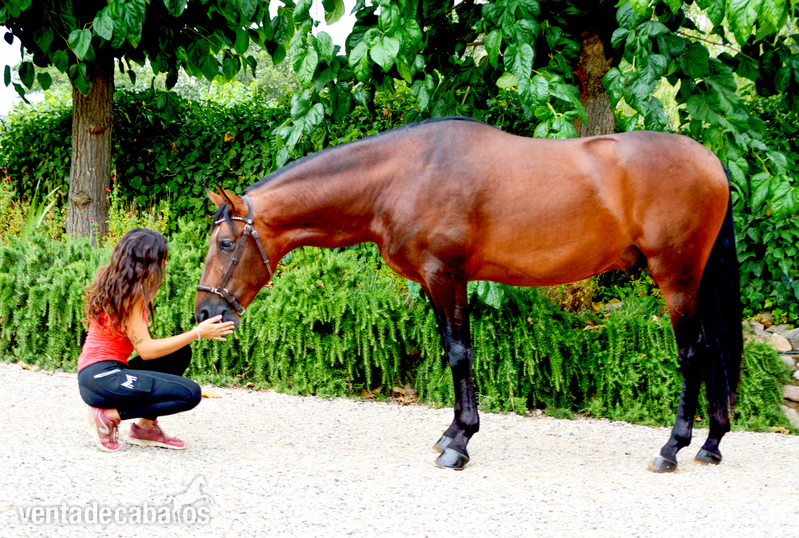 Caballo en venta: Granero