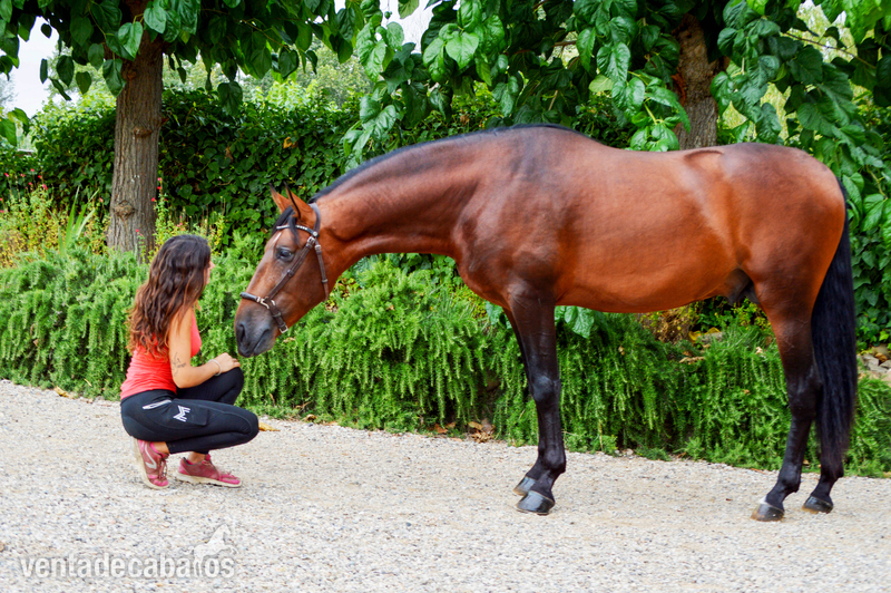  Caballo en venta: Granero