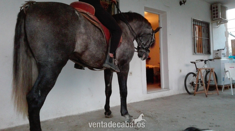 potro pre 3años in 