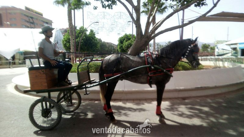 Caballos Pura Raza Española (P.R.E.) Pura Raza Española - potro pre 3años