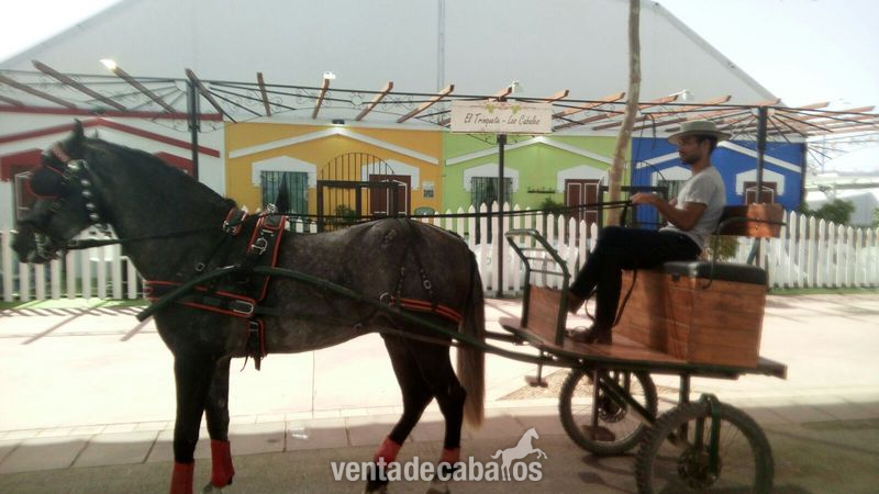 potro pre 3años - Caballos Pura Raza Española (P.R.E.) Pura Raza Española