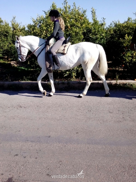 se vende yegua andaluza in 