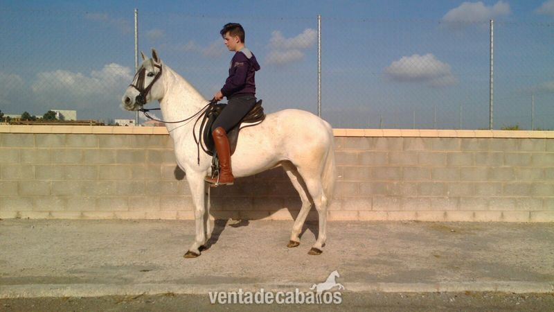 andaluza