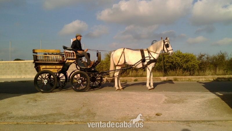 andaluza {TYPE}