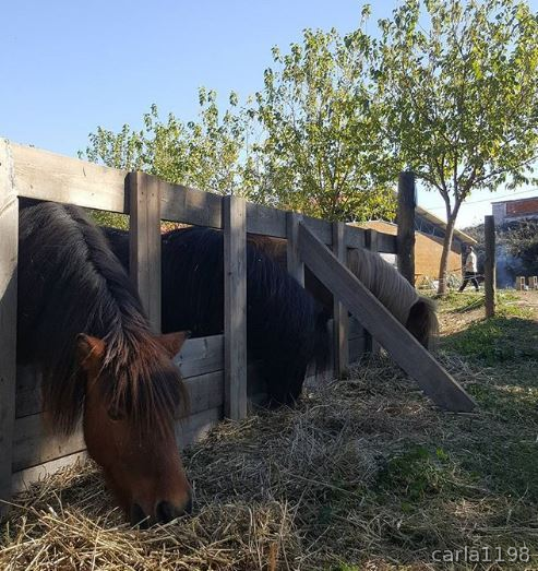 Ponys Tipo Shetland Para Escuela in 